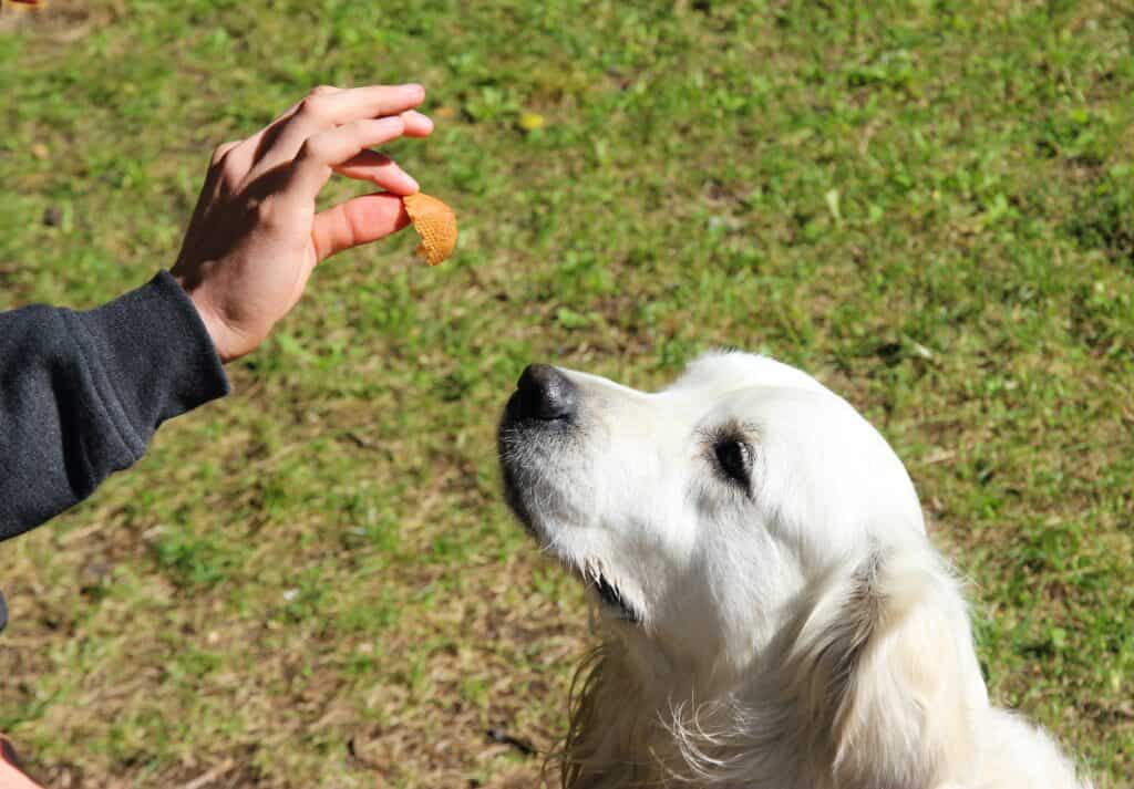 Treats as positive reinforcement help in training dogs to remain quiet