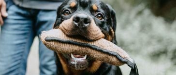 best dog toys for chewers