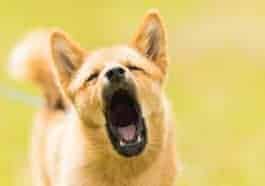how to stop a dog from barking