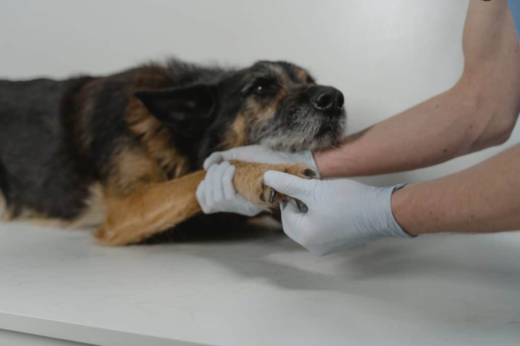 A veterinarian can help with your dog's excessive paw licking