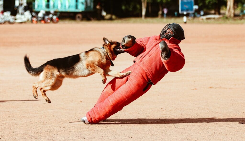 Consult a dog trainer on what training methods you need to employ to correct bad behavior