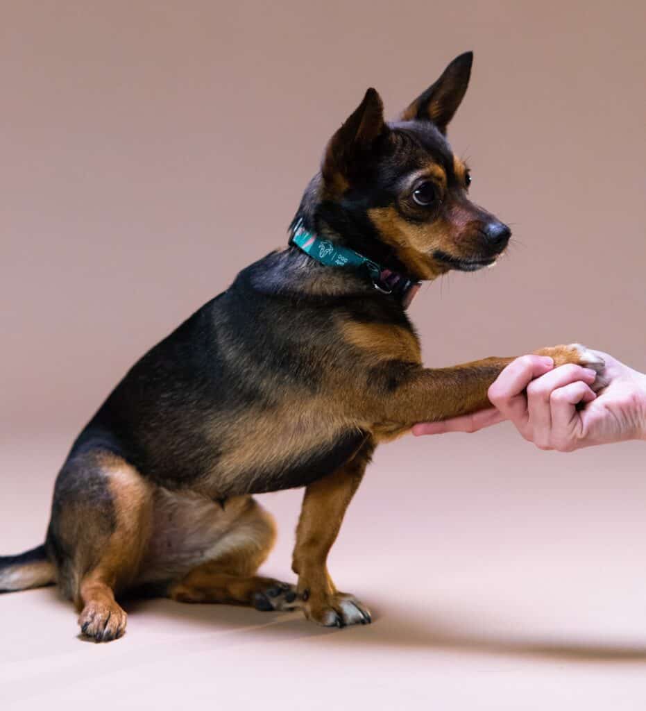 Dog Training Hand Signals
