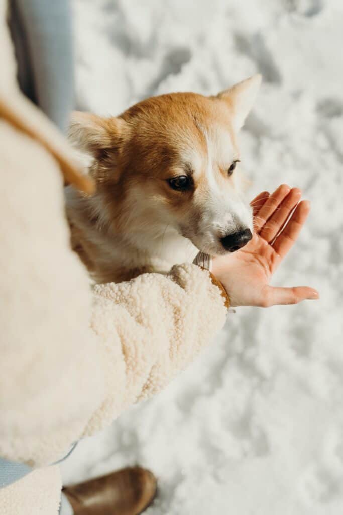 Dog training hand signal: Drop It