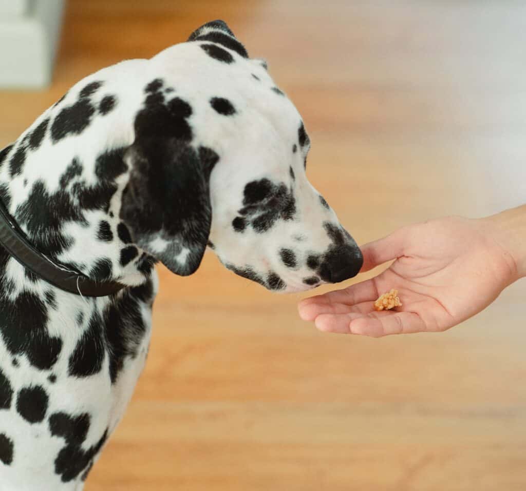 Dog treat for training dogs