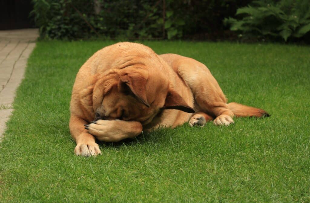 Excessive licking may be a health problem that should be addressed by a veterinarian