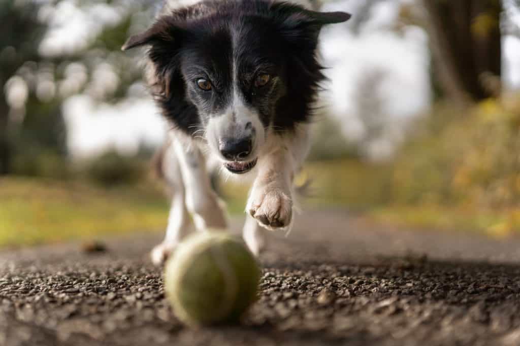 Keep him busy to forget boredom and pain