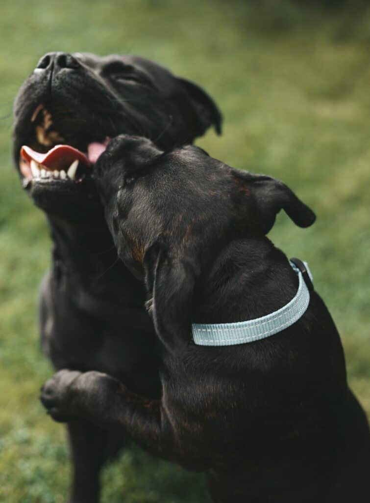Most collars provide a great solution to aggressive behaviors