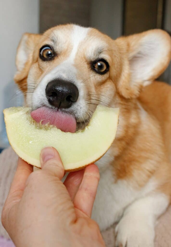 Puppy eating a fruit