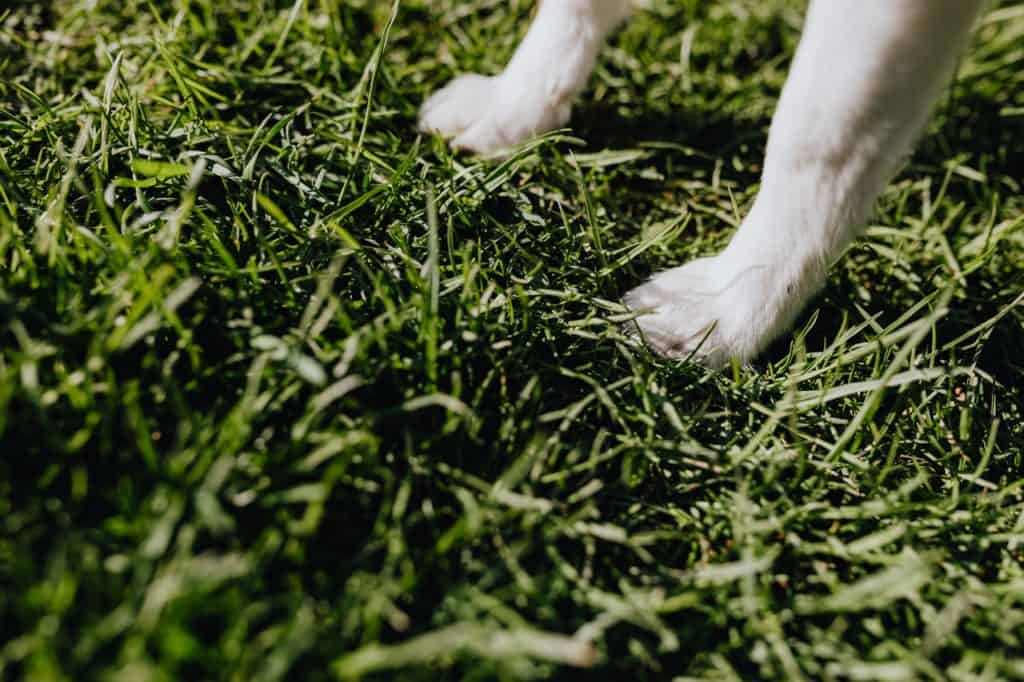 There are many reasons why dogs engage in paw licking