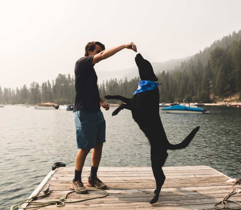 Train your dog with a healthy dog treat