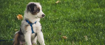 cost of dog training