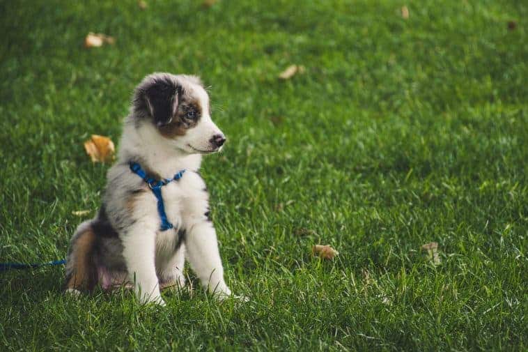 cost of dog training