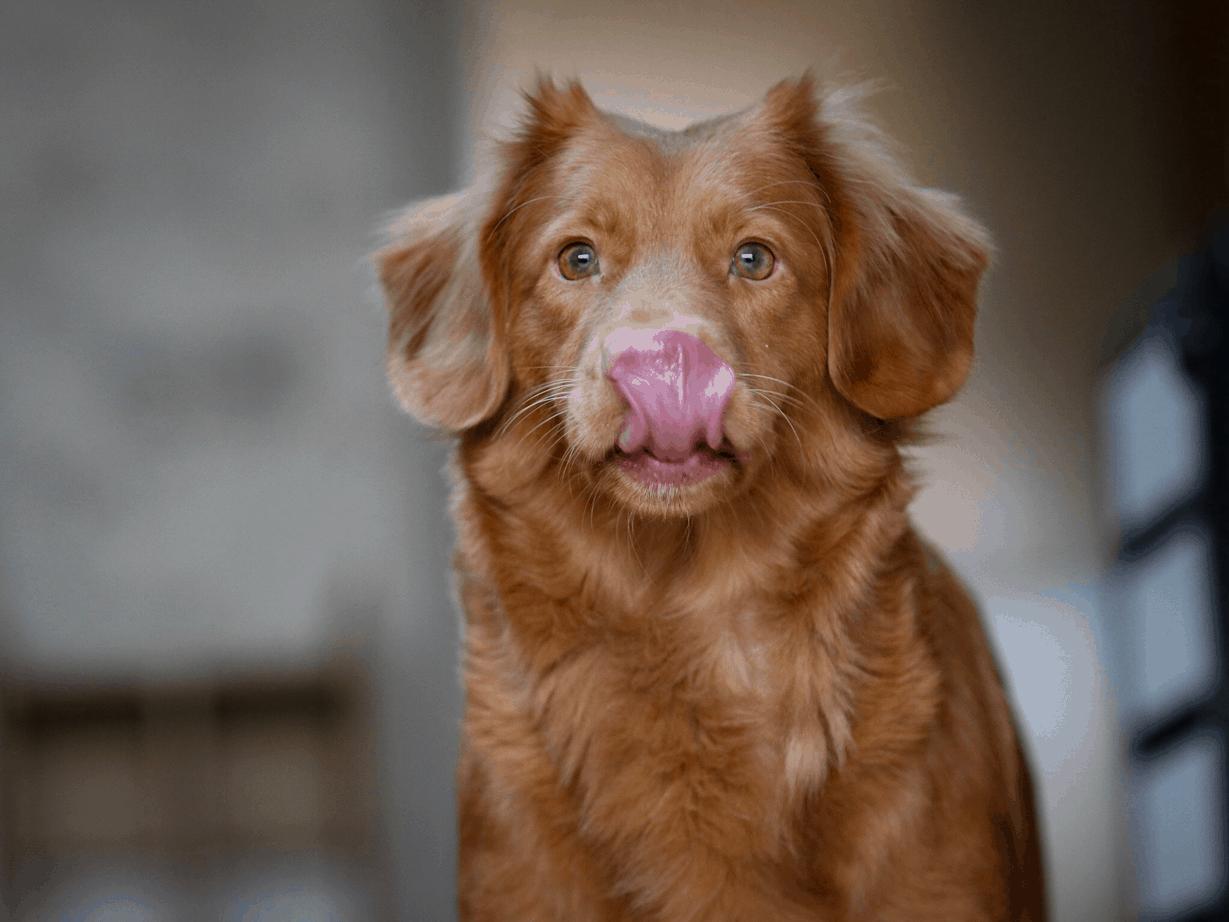 spray to stop dog licking paws