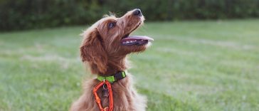 Dog Training Collars