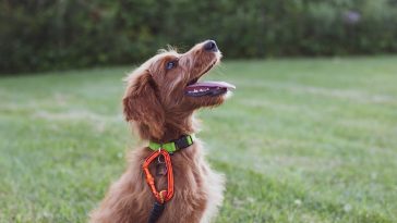 Dog Training Collars