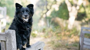 How to become a dog trainer