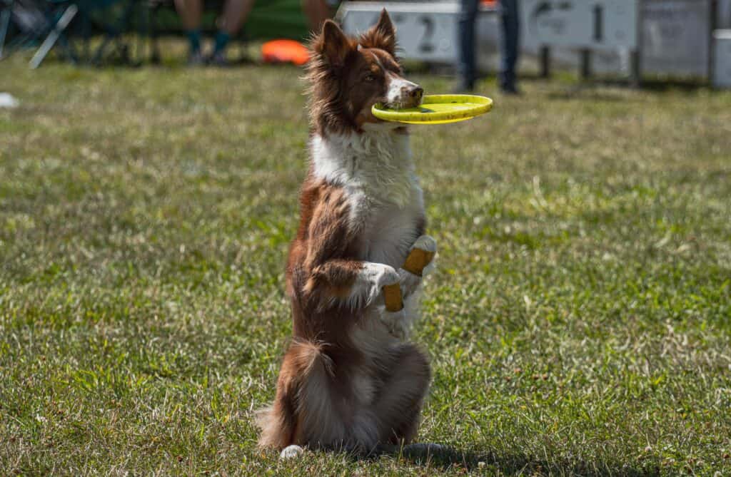Both people and dogs love playing with the best flying discs