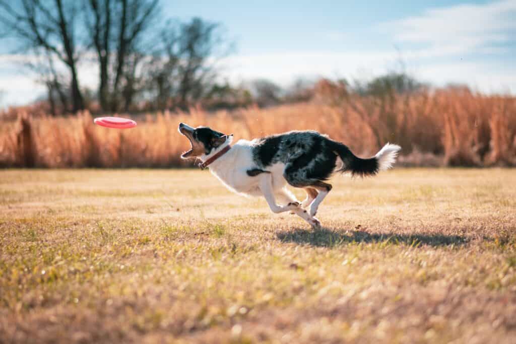 Choose a dog disc that is easy to throw to play frisbee