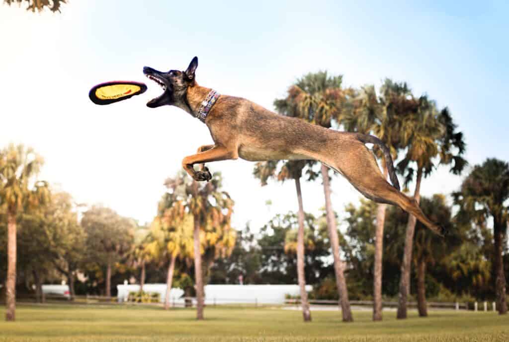 Competition discs in dog sports