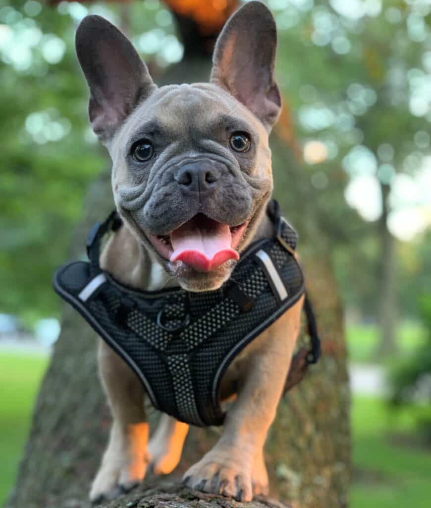Consider dog breeds when buying harnesses