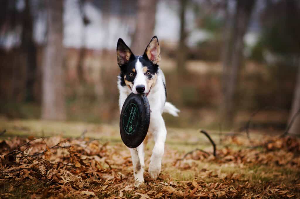 Help your dog learn disc dog sports by starting with short throws