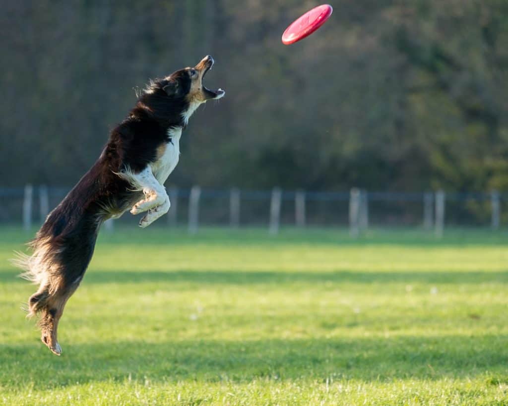 Play dog frisbee with these flying discs and allow your pet to catch them in your dog's mouth
