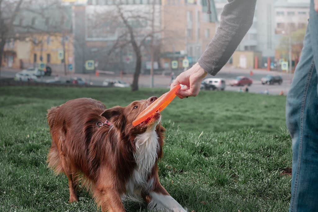 Soft rubber dog disc for your furry friend