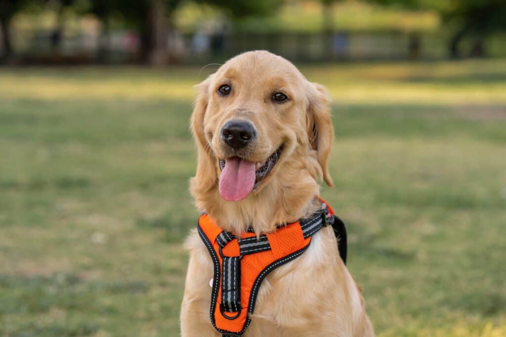 Unlike dog collars, harnesses are situated on a dog's torso, preventing neck injuries