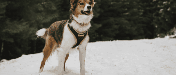 Best dog harness