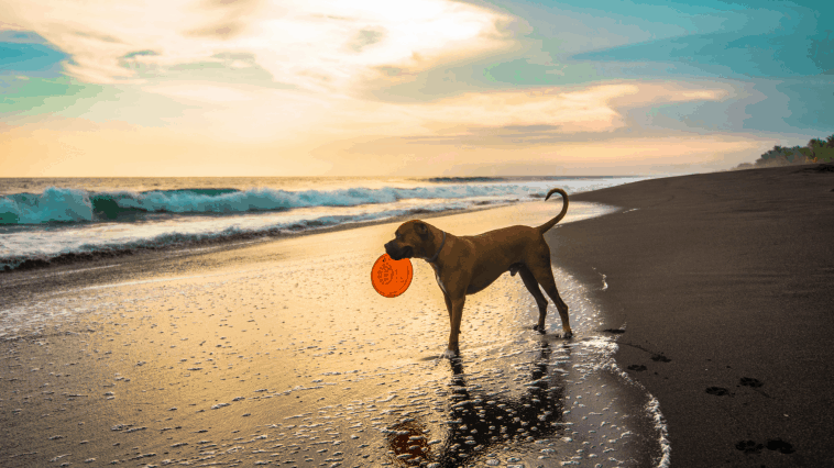 Dog with frisbee