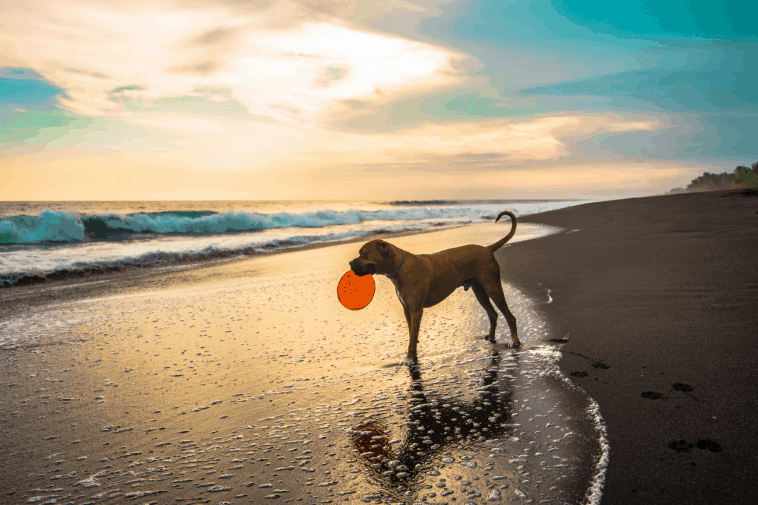 Dog with frisbee