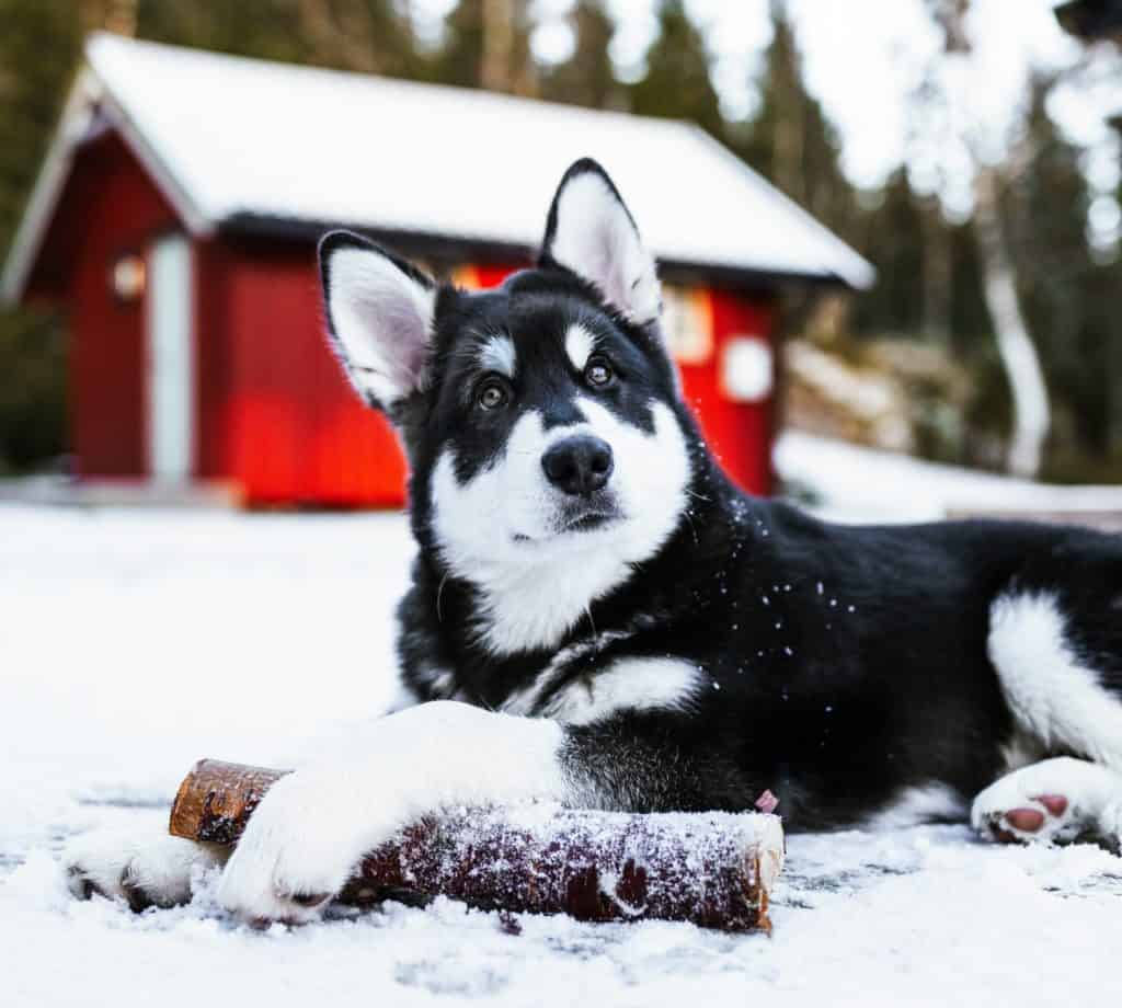 A dog house protects your dogs from harsh weather conditions