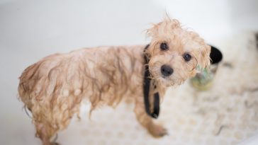 Best Puppy Shampoo