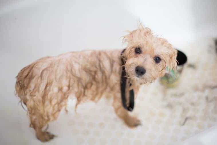 Best Puppy Shampoo