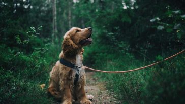 Dog Obedience Training