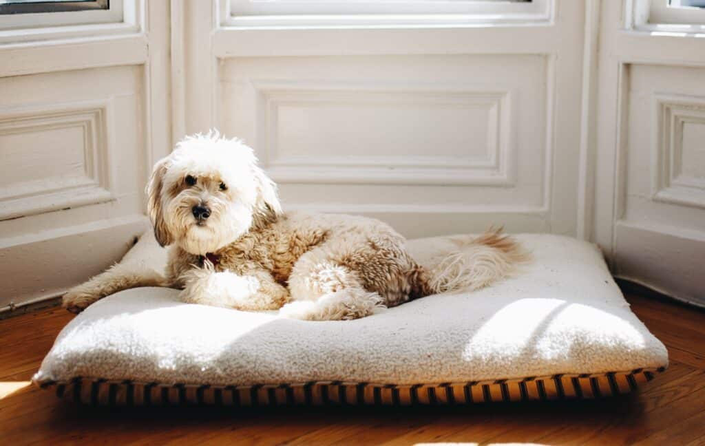 A dog needs to be comfortable in his lounger