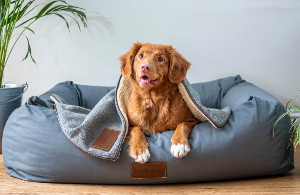Chew-resistant dog beds