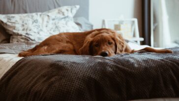 Kong dog bed