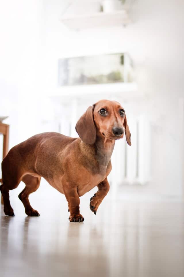 German Dog Breeds - Dachshund