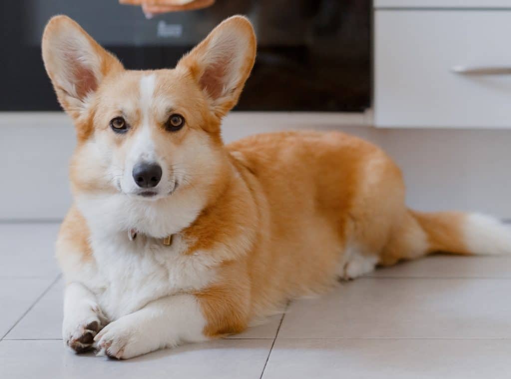 A certified professional dog trainer recommends the four paws on the floor rule