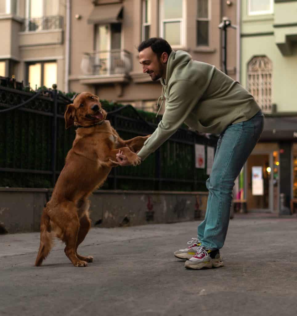 Adult dogs stand on two feet to greet people and family member