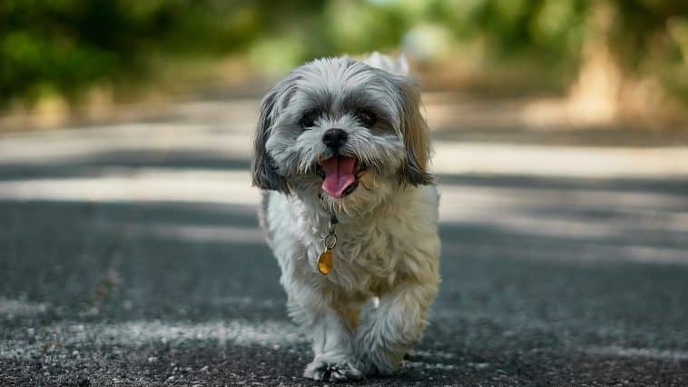 Best Dog Food For Shih Tzus