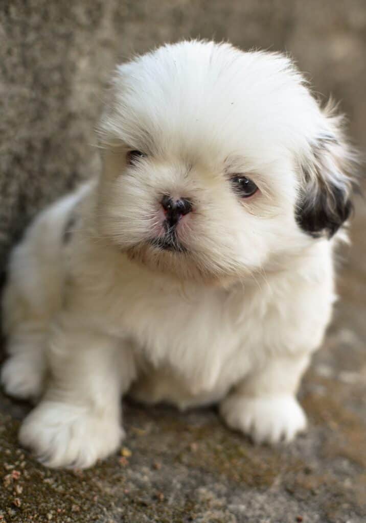 Best dog foods for shih tzu puppy