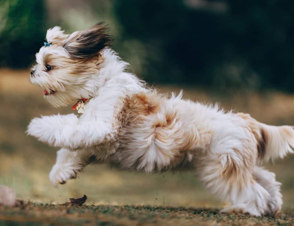 Best dog foods for toy dogs like Shih Tzus