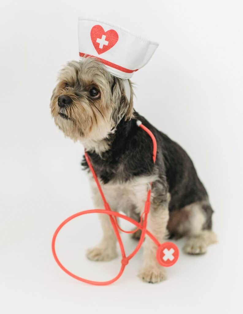 Consult with your vet on the best shih tzu's food