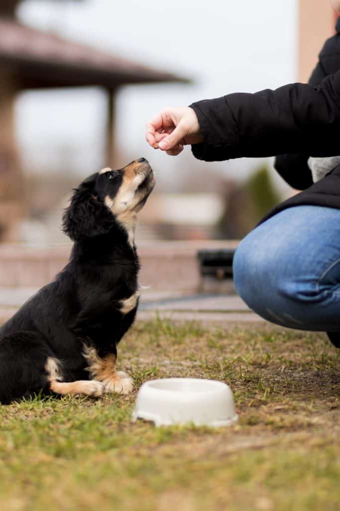 Drop treats to give your dog attention after good behavior
