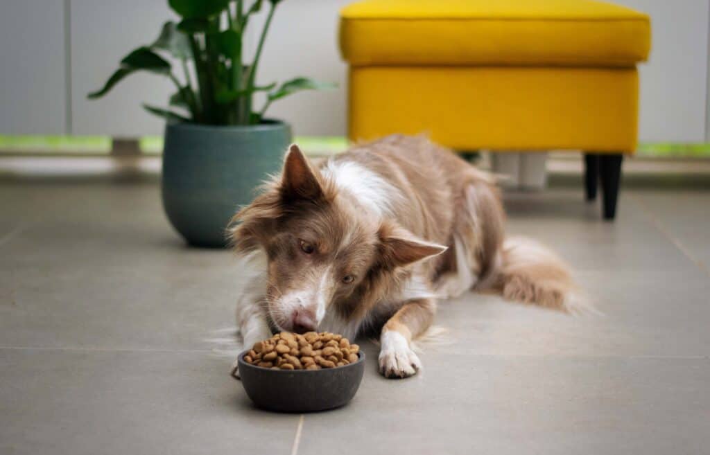 Seek veterinary care when your dog loses appetite