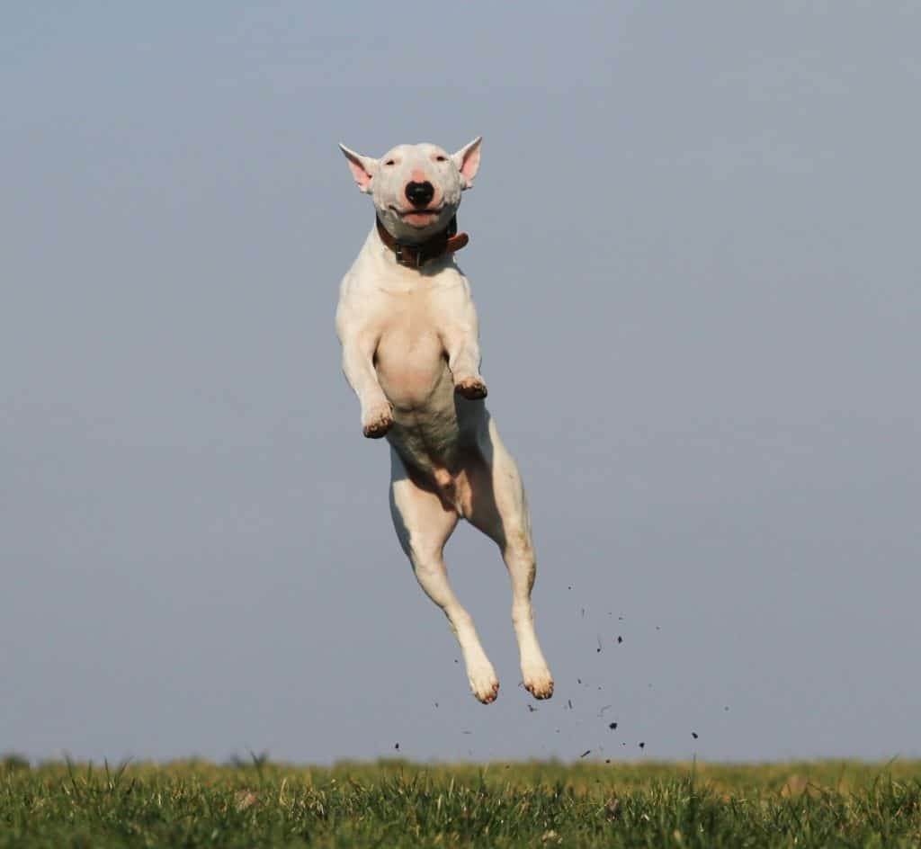 Train dog not to jump