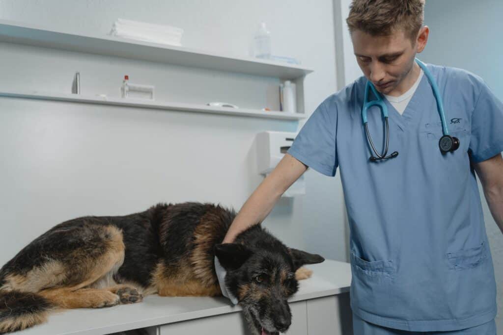 Treating diarrhea in dogs by visiting the veterinarian