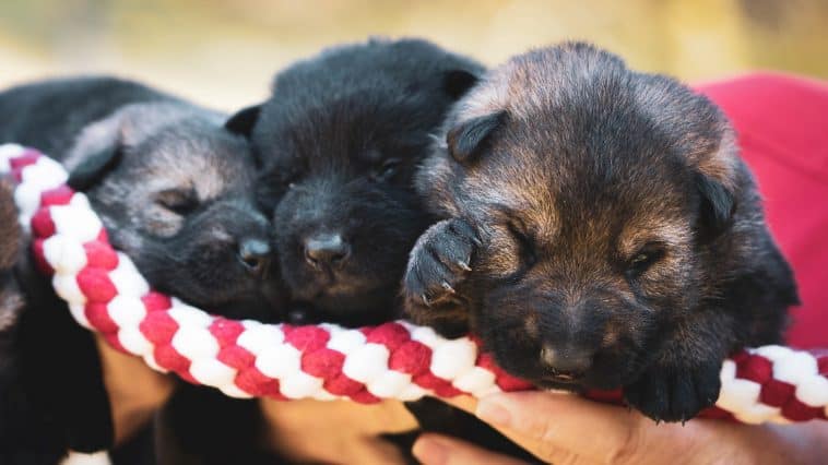 Adopting Shelter Puppies
